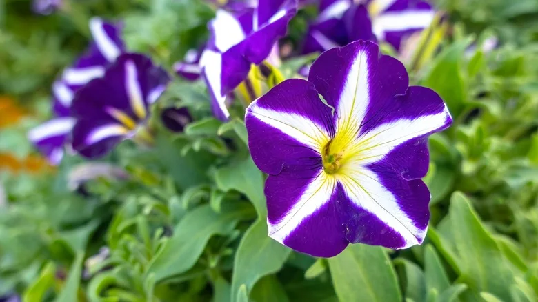 The Beautiful Annual Flower That Belongs Alongside Asparagus In The Garden