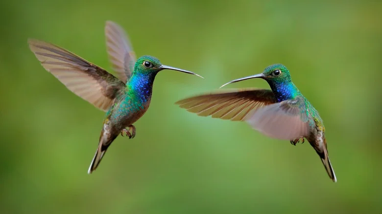 The Beautiful Blooming Vine Hummingbirds Can’t Resist
