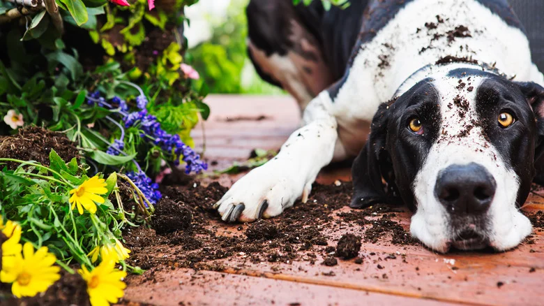 The Beautiful Flower Dog Owners Should Never Add To Their Garden