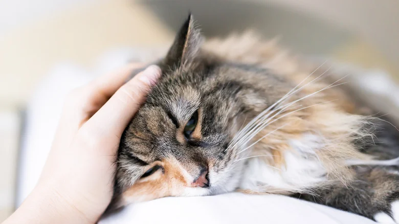 The Beautiful Flower That Is Deadly For Your Beloved Pets