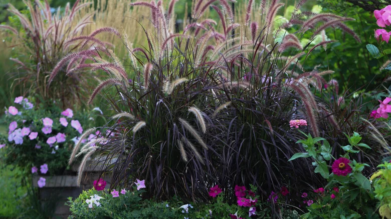 The Beautiful Flower That Looks Best Next To Fountain Grass In The Garden