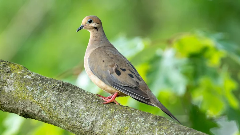 The Beautiful Flower That Will Entice Mourning Doves To Snack In Your Yard