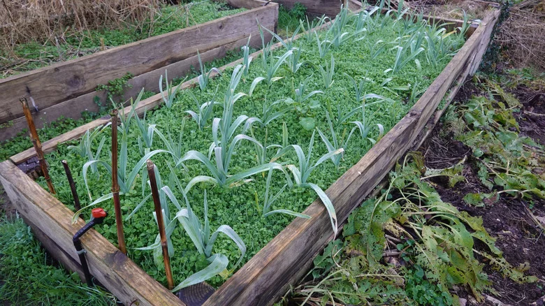 The Beautiful Flowering Cover Crop That Blocks Out Pesky Weeds In The Garden