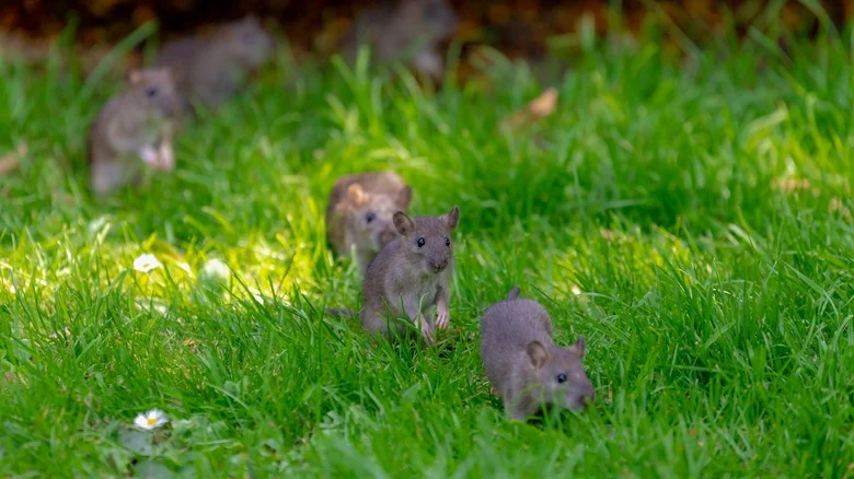 The Beautiful Flowering Shrub That Will Keep Rats Out Of Your Garden