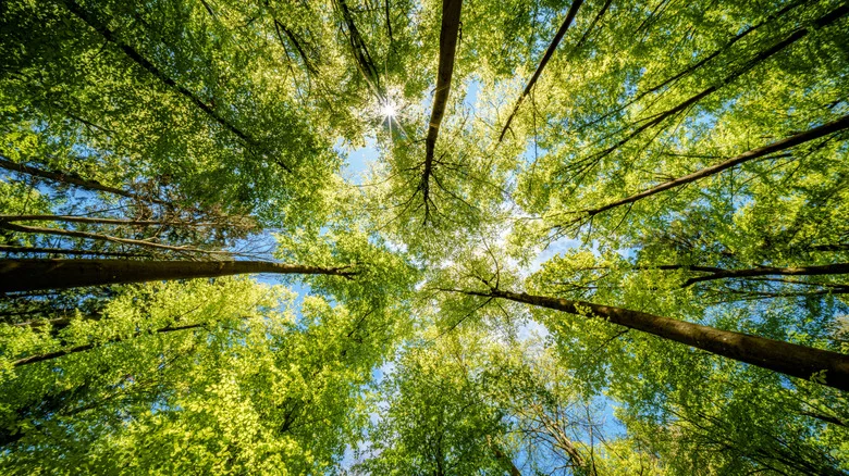 The Beautiful Fruit Tree That’s Putting Your Home In Danger