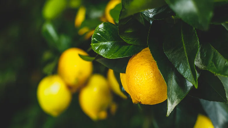 The Beautiful Lemon Tree You Can Grow All Year Round With No Issue