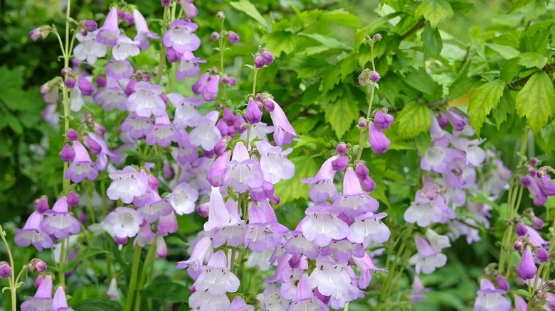 The Beautiful Long-Blooming Perennial Plant You Can Easily Grow From Seed