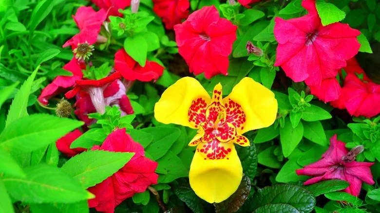 The Beautiful Low-Maintenance Flower That’ll Bring Vibrant Color To Your Garden