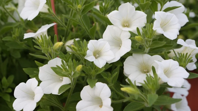 The Beautiful Petunia Look-Alike That’s Really An Invasive Weed