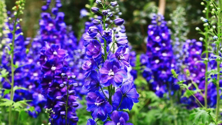 The Beautiful Plant You Should Absolutely Never Add To Your Garden