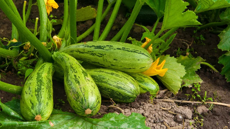 The Beneficial Cover Crop That’ll Help Your Zucchini Garden Thrive
