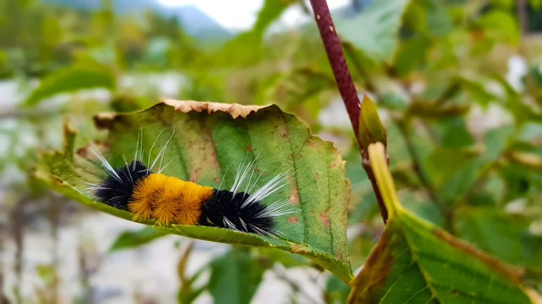 The Beneficial Reason Why You’ll Want Woolly Bear Caterpillars In Your Garden