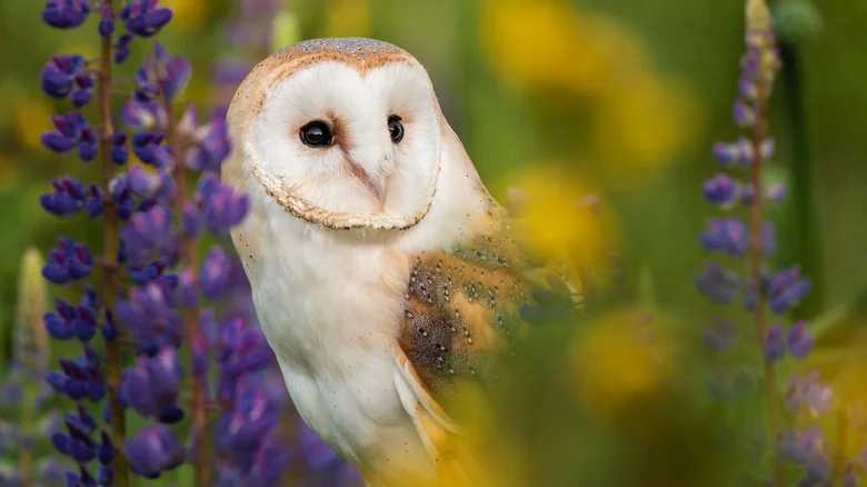The Benefits Of Adding An Owl Nest Box To Your Garden (And How To Build One)