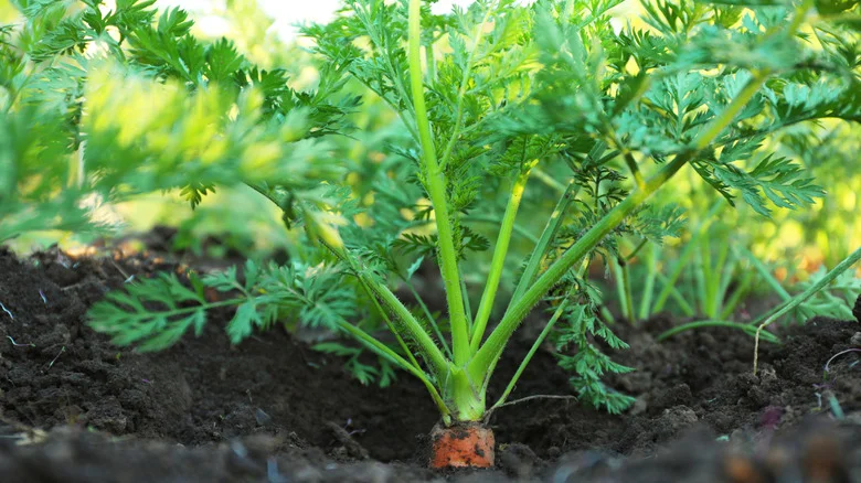 The Benefits Of Growing Carrots In Toilet Paper Tubes