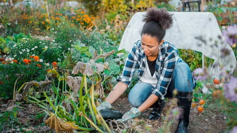The Benefits Of Growing Chamomile Near Zucchini In Your Garden
