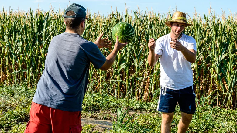 The Benefits Of Growing Melons Alongside Corn In The Garden