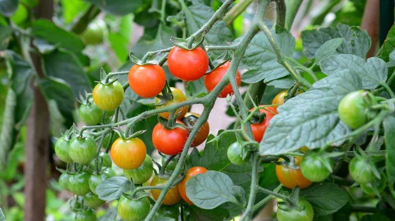 The Benefits Of Harvesting Your Tomatoes When They’re Slightly Green