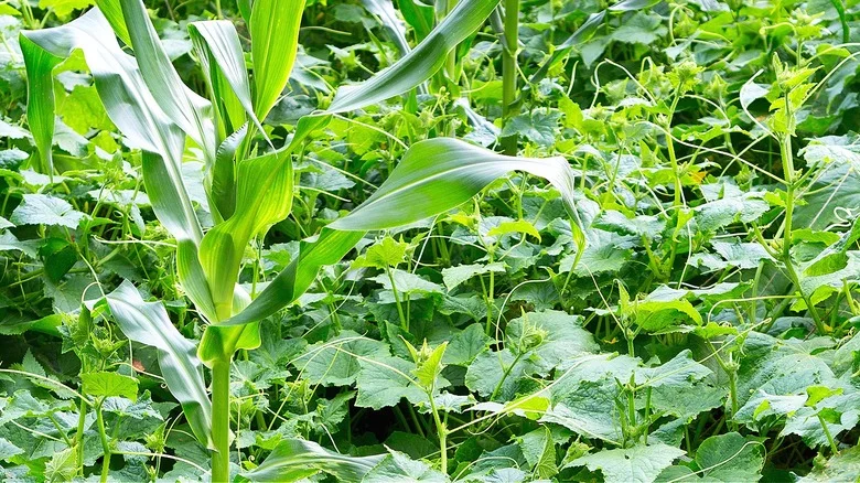 The Benefits Of Matching Cucumbers With Corn In The Garden