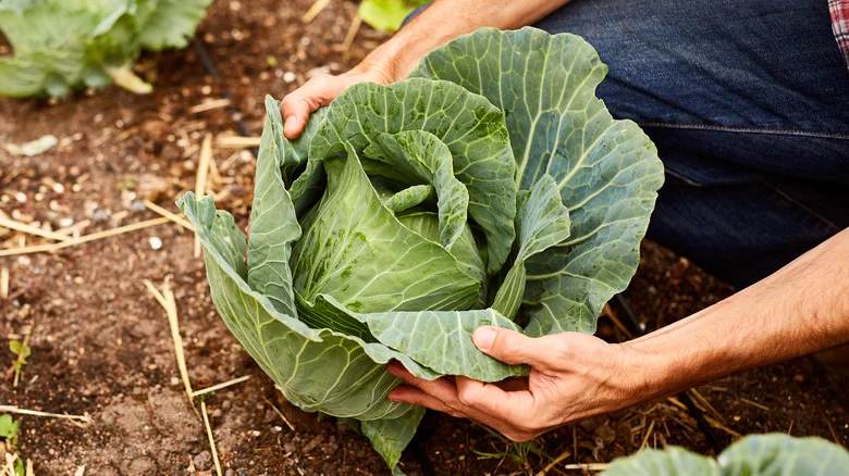 The Benefits Of Planting Dill Next To Cabbage In The Garden