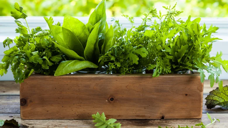 The Benefits Of Planting Spinach And Arugula Side By Side