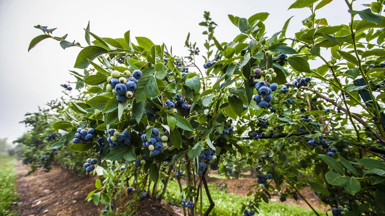 The Benefits Of Pruning Your Blueberry Bushes In Summer (& How To Do It)