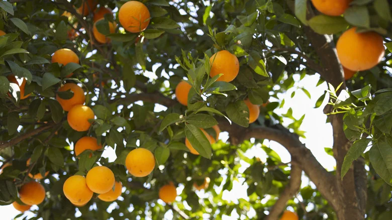 The Benefits Of Spraying Your Citrus Trees With Seaweed Extract