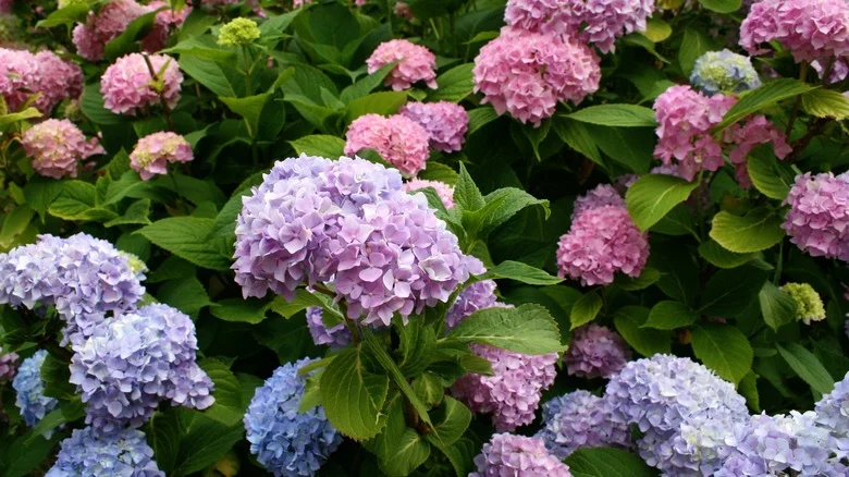 The Benefits Of Using Baking Soda On Your Garden Hydrangeas