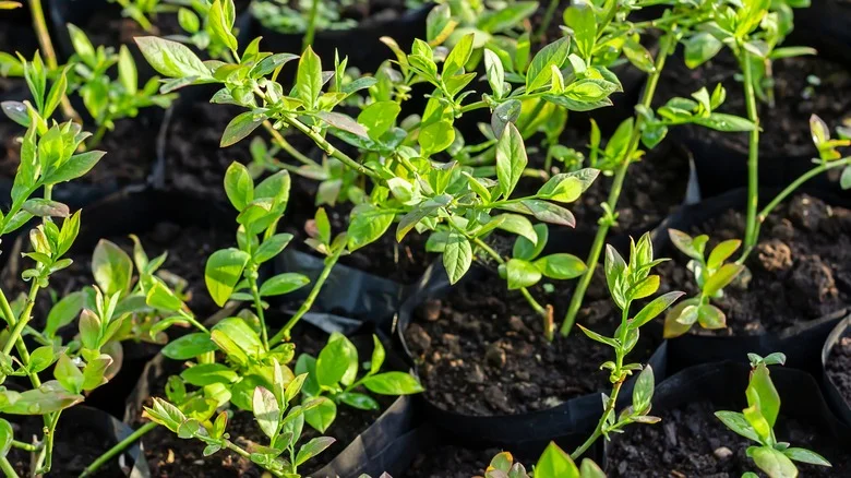 The Best Berries To Grow In Containers (And Ones That Aren’t Worth Planting)