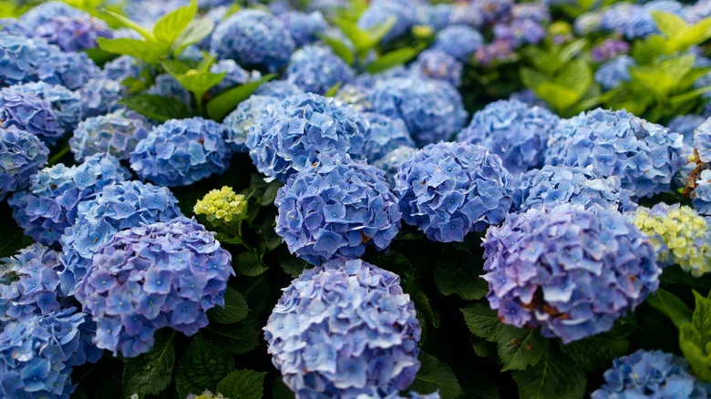 The Best Blue Hydrangea Varieties To Have In Your Garden