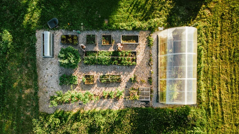 The Best Compact Tomato Varieties To Grow If You’re Short On Space In Your Yard