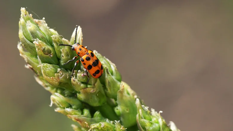 The Best Companion Plants That Will Help Keep Asparagus Beetles Out Of Your Garden