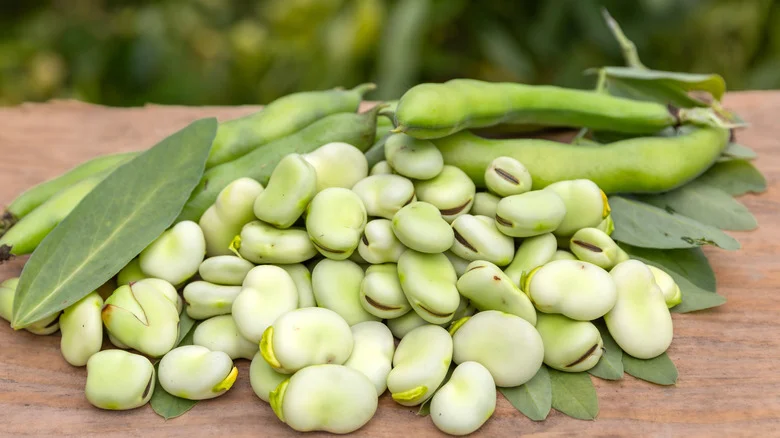 The Best Fava Bean Companion Plants For A Thriving Fall Garden