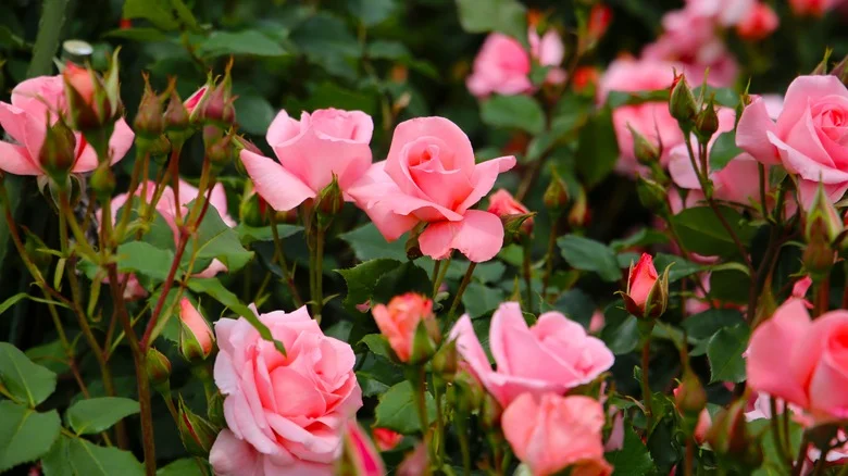 The Best Fertilizer For Gorgeous Garden Roses Is Hiding In Your Kitchen