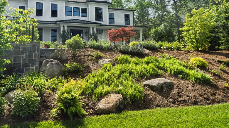 The Best Ground Covers To Plant, Depending On Your Yard’s Specific Needs
