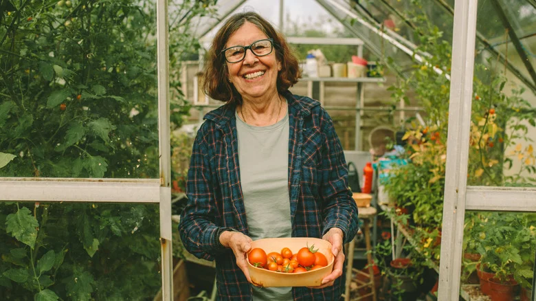 The Best Heat-Tolerant Tomato Varieties You Can Grow In Florida