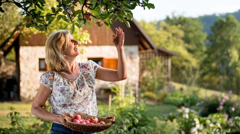 The Best Heirloom Apple Trees To Grow