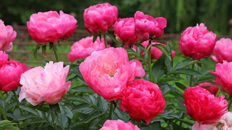 The Best Hydrangea Varieties To Plant With Peonies For A Bright & Cheery Garden