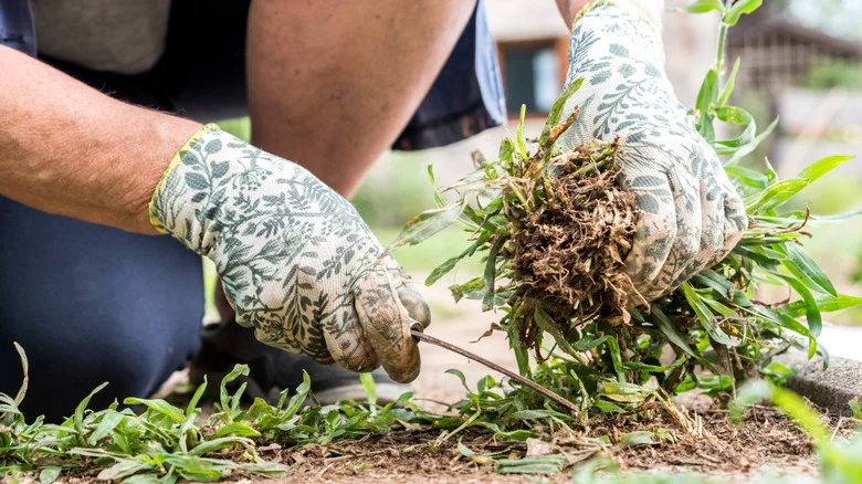The Best Kind Of Mulch To Prevent Weeds, According To Our Expert