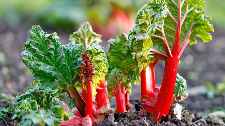 The Best Method For Dividing And Transplanting Rhubarb (& The Benefits Of Doing So)