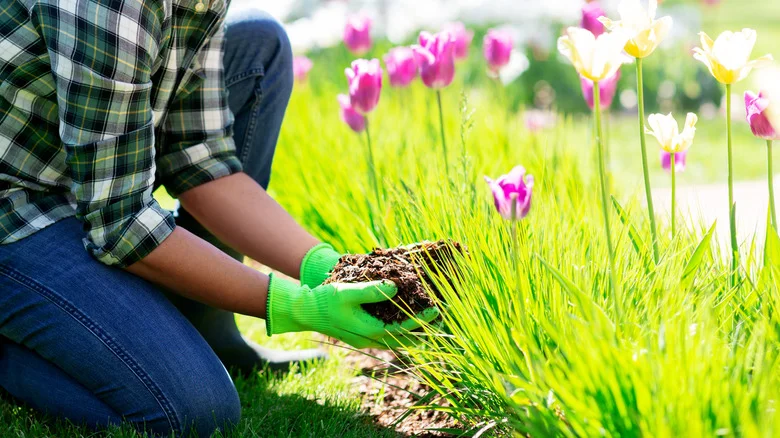The Best Method For Fertilizing Tulips