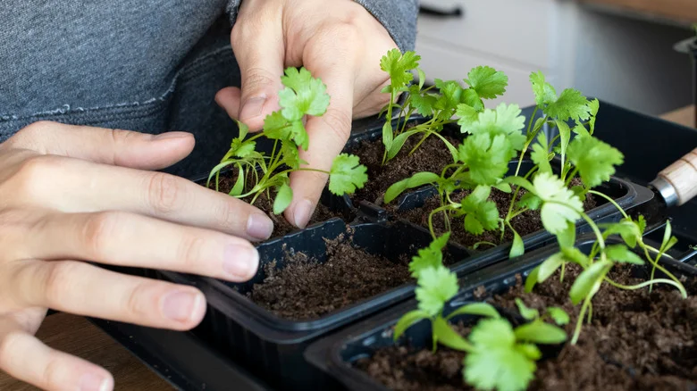 The Best Method For Growing Cilantro Indoors