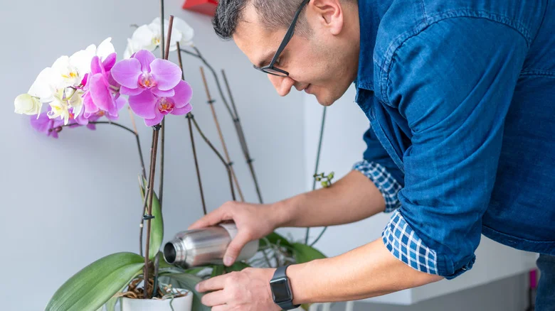 The Best Method For Watering Orchids