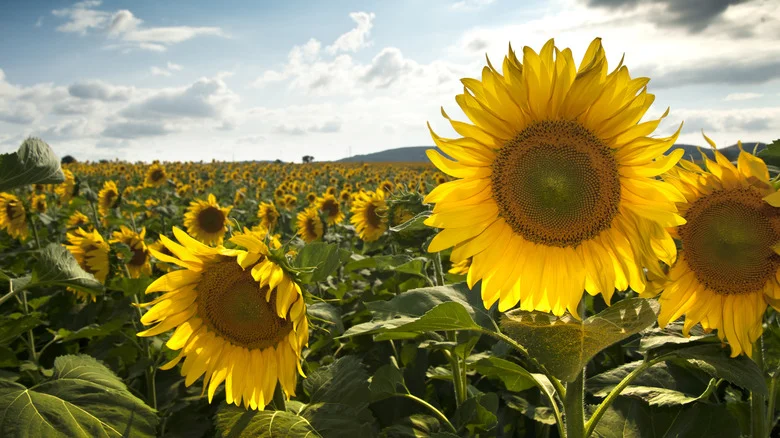 The Best Method For Watering Sunflowers