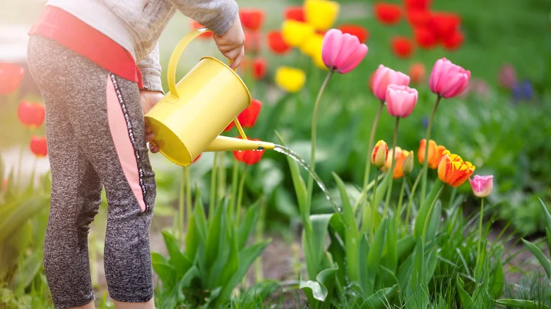 The Best Method For Watering Tulips