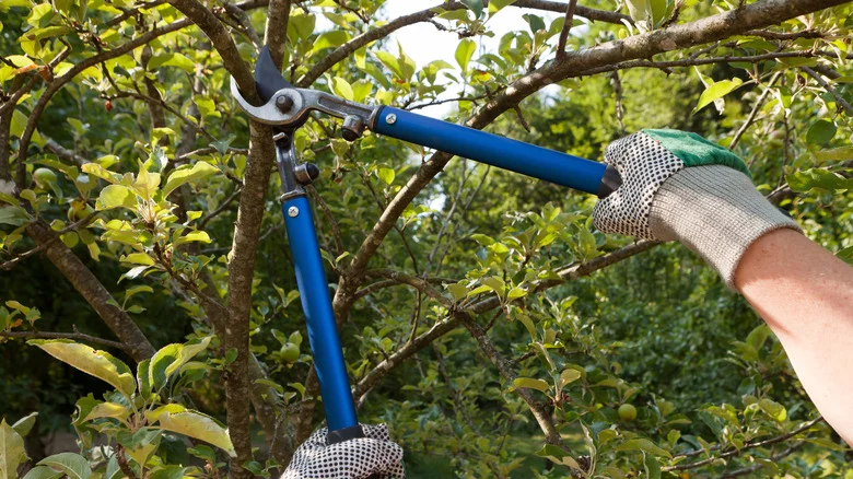 The Best Method To Sharpen Your Branch Cutters At Home