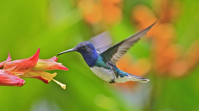 The Best Place For A Hummingbird Swing To Attract Even More Feathered Friends