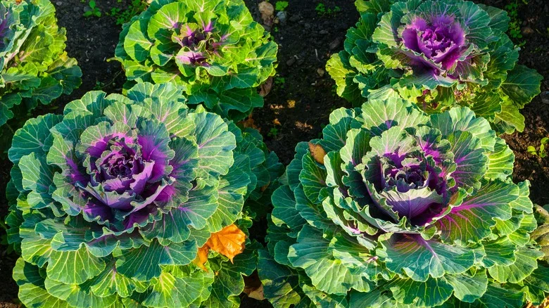 The Best Place To Plant And Grow Ornamental Cabbage In The Garden