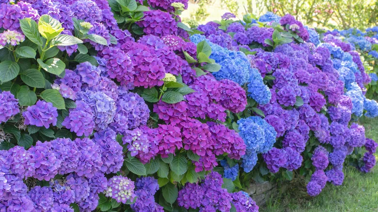 The Best Place To Plant Broadleaf Hydrangeas For Maximum Bloom Potential