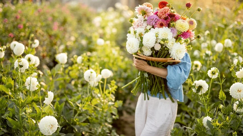 The Best Place To Plant Dahlias For Stunning Blooms