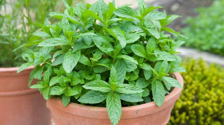 The Best Place To Plant Mint, According To Martha Stewart